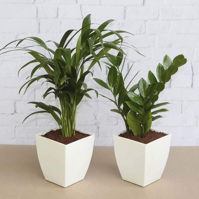 Air Purifier Indoor Plants For Home With Pots- Areca Palm & ZZ Plant